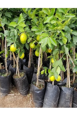 3 Adet Aşılı Yediveren Mayer Limon Ağacı Fidanı 3 Yaş