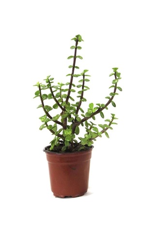 Videolu 1 Adet Para Çiçeği Fidanı 15-35cm Saksılı Money Plant