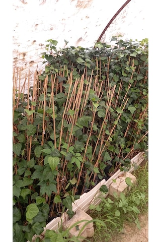 Hedera Yeşil Orman Sarmaşığı Fidanı 150-250 Cm 5 Adet