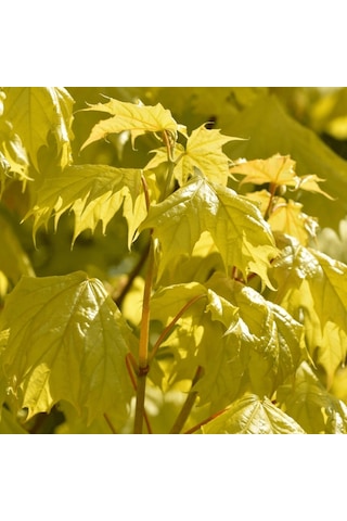 Akçaağaç Fidanı - Acer Platanoides 5 Adet