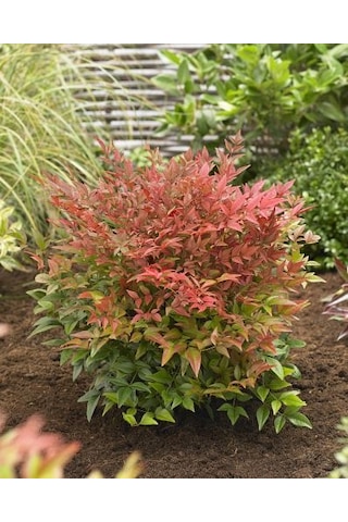 Cennet Bambusu Nandina Fidanı 2 Yaşında Tüplü