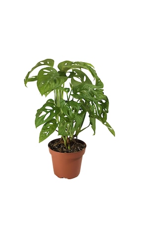 Monstera Adansonii (Deve Tabanı) Ø12 CM Y30-35 CM
