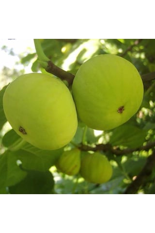 Bursa Beyazı İncir Fidanı Tüplü