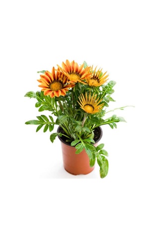 Turuncu Sarı+turuncu Renk Gazanya Çiçeği 2 Adet Saksılı 10-20cm Bahçe Balkon Çiçeği Diğer