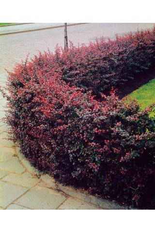 Kadın Tuzluğu Berberis Fidanı 2 Yaşında Tüplü