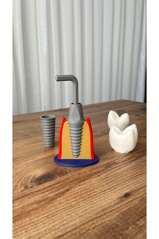 İmplant Modeli Diş Hekimliği Eğitici Model 13 CM