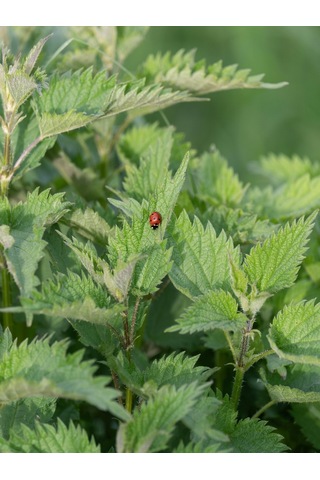 250 Gram İlaçsız Taze - Yaş Toplanmış Organik Isırgan Otu