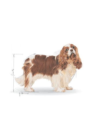 Royal Canin Cavalier King Charles Yetişkin Köpek Maması 1500 G