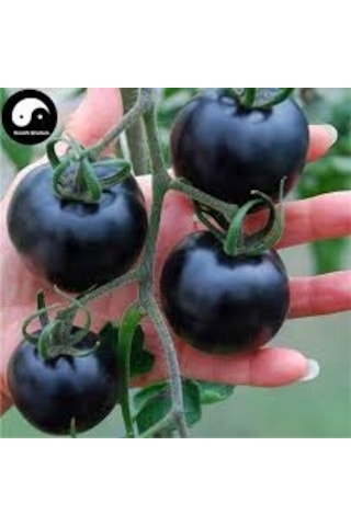 25 Adet Tohum Nadir Black Domates Tohumu Çeri Cherry Siyah Domate