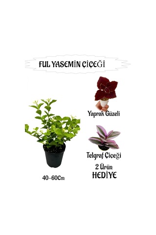 Mis Kokulu Ful Yasemin 1 Adet Telgraf Çiçeği-yaprak Güzeli Hediyeli