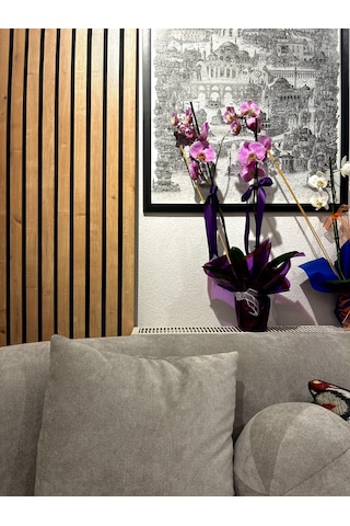 Mdf Akustik Panel 100x280 Safir Meşe Ahşap Duvar Paneli