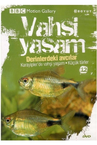 Bbc Motion Gallery - Vahşi Yaşam Derinlerdeki Avcılar Karayipler'de Vahşi Yaşam Küçük Türler - Dvd