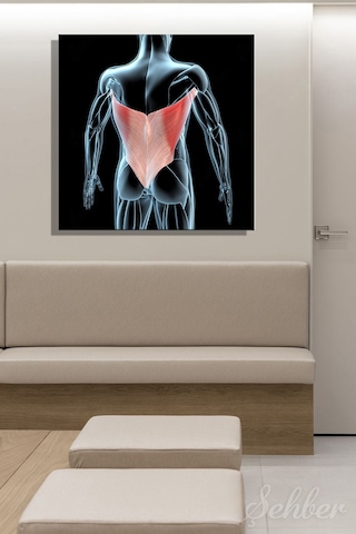 Latissimus Dorsi Kanat Kası Kaslarının 3d Tıbbi İllüstrasyonu Yatay Kanvas Tablo 3512