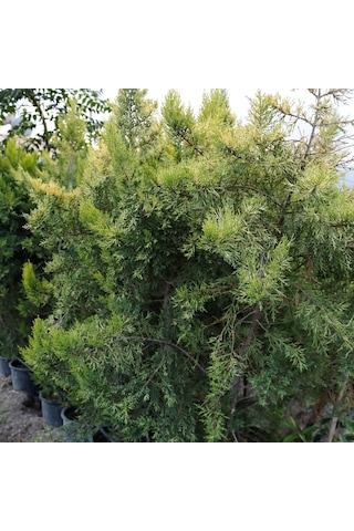 SAKSIDA AMERİKAN SMARGAT MAZİ FİDANI 3 YAŞ 60-80CM BOY