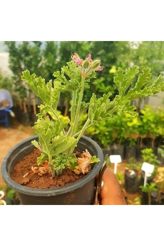 Portakal Aromalı Itır Çiçeği Özel Üretim Sero Cinsi Portakal Aromalı Itır Çiçeği Özel Üretim Sero Cinsi