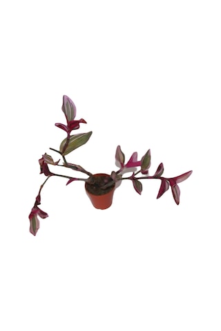 Telgraf Çiçeği Tradescantia Pendula Tekli 5.5 Cm Saksıda