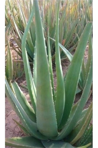 Aloevera Fidanı 3 Adet Saksılı Boy 25-30 Cm
