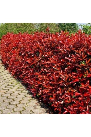 Alev Çalısı Photinia Red Robin Nana 170-200 Cm
