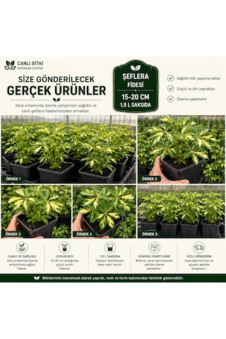 Alacalı Şeflera Fidesi 15-20 Cm 1,5 L Saksıda Canlı İç Mekan Bitkisi