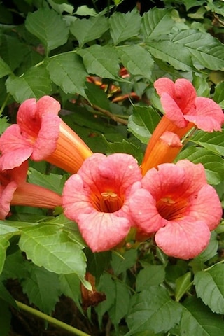 Acem Borusu Sarmaşığı Fidanı Campsis Radicans - 1-2 Yaş, 20-40 Cm, Bahçe Ve Çit Bitkisi