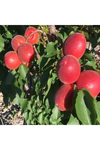 Tüplü Yüksek Verimli Zaiges Red Kırmızı Kayısı Fidanı