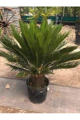 Formlu Cycas Revoluta - Sikas Japon Sago Palmiyesi 80-100cm Canlı İç Dış Mekan Bitkisi