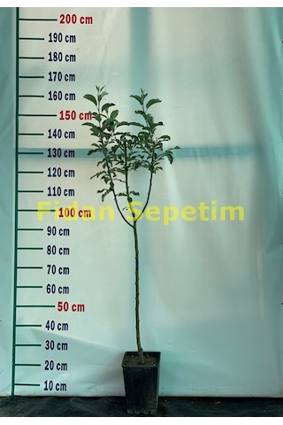 3 Yaş Aşılı Granny Smith Elma Fidanı Yarı Bodur