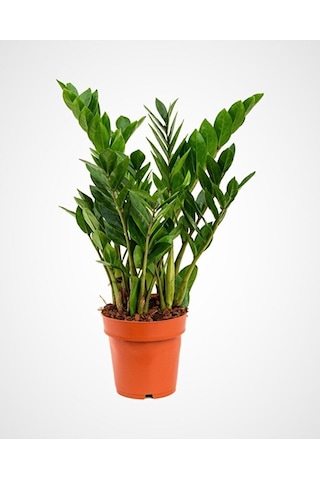 Thebestonline Zamia Zamioculcas Zamiifolia - Zeze Ithal Iç Mekan Bitkisi 25,30 Cm
