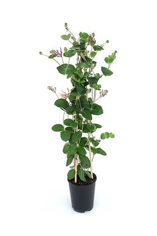 Hanımeli Çiçeği Fidanı Lonicera Periclymenum 10-20 Cm