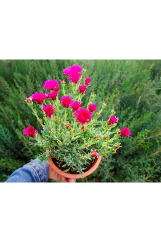 İZMİR GÜZELİ 5 ADET - PEMBE ÇİÇEKLİ ve ÇOK YILLIK BİTKİ (Saksıda)