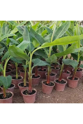 Mavi Muz Fidanı Özel Ürün 50-60cm 1 Litrelik Saksıda