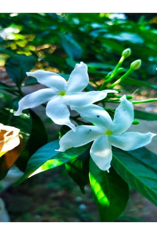 Mis Kokulu Arap Yasemini Fidanı1 Adet 70-150cm Saksılı Arabian Jasmine Seedling