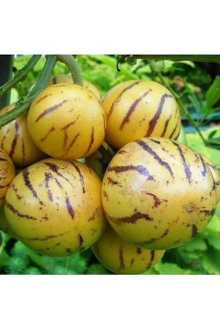 Ağaö Kavunu Pepino Fidanı 10-20 Cm