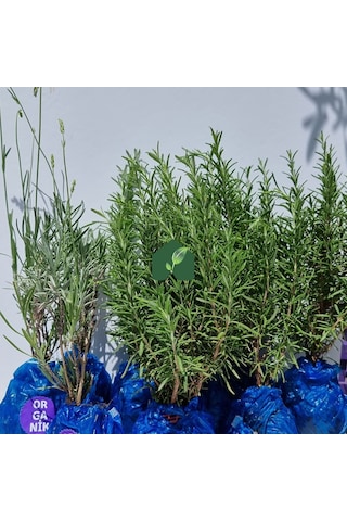 Eget Organik  Biberiye 6 Adet ve Organik Lavanta Fidesi 6 Adet