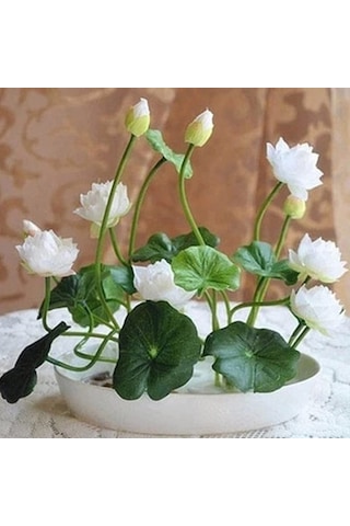 5 Adet Tohum Nadir Beyaz Kutsal Kase Lotus Çiçeği Tohumu Kalite