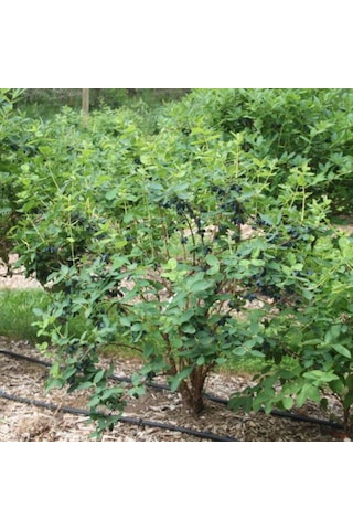 Arbutus Unedo - Balyemiş Fidanı Bahçeye Özel Meyveli Bitki 2 Yaş