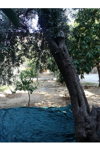 Zeytin Toplama Filesi - 4X8 M Yeşil