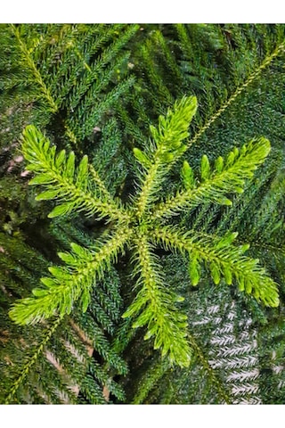 Salon Çamı Fidanı 1 Adet Saksılı/tüplü 20-40cm Iç/ Dış Mekan Bitkisi Araucaria
