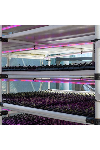 Yaleker Bitkisel Büyüme Led Işık Şeridi: Kırmızı-mavi Spektrum, 4 Aydınlatma Seviyesi, 24 Saat Akıllı Zamanlayıcı 3h/9h/12h , Usb Plug & Play, 50cm, Çoklu Montaj Seçeneği Kırmızı - Mavi