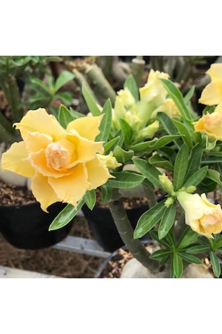 Adenium Obesum Çöl Gülü - Özel Nadir Katmerli Sarı Varyete Yellow Desert Rose 1