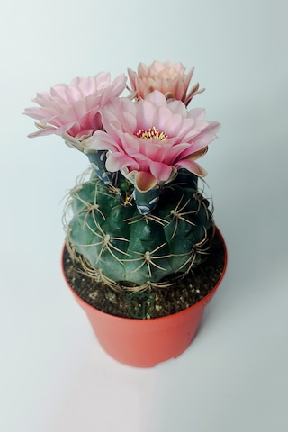 Gymnocalycium Baldianum - Çiçek Açan Nadir Kaktüs - Kolay Bakım -