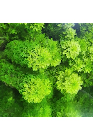 Aqua Expert Kolay Akvaryum Bitkisi - Limophila Sessiliflora Ambulia - Saksılı - 5 Dal