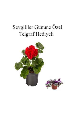 Kadınlar Gününe Özel Kokulu Kırmızı Renk Sardunya Çiçeği Telgraf Hediyeli