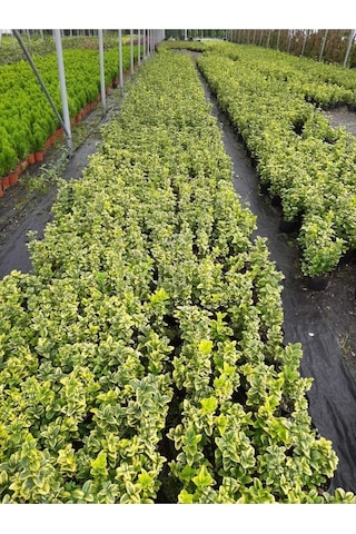 Adaçayı Kokulu Sarkıcı Sukulent Beyaz Alacalı Benjamin Variegata Plectranthus Madagascariensis