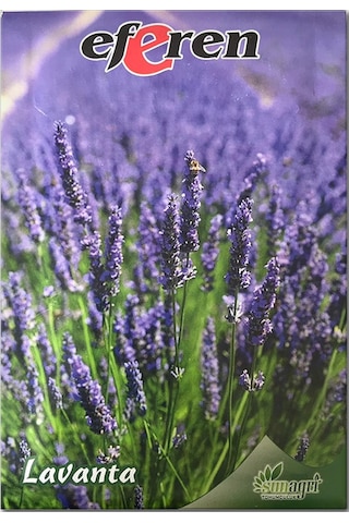 Lavanta Tohumu - Çok Yıllık Aromatik Parfüm Ve Kozmetik Endüstrisi İçin İdeal