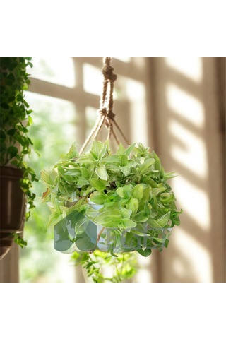 Yeşil Telgraf Çiçeği Tradescantia Fluminensis