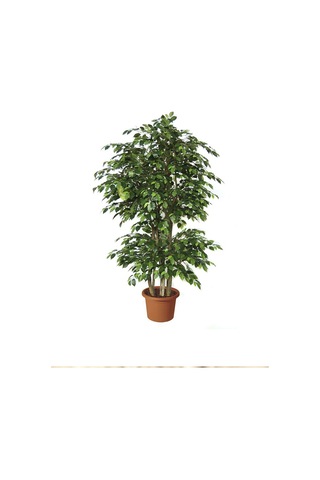Yeşil Benjamin Ağacı Fidanı 20cm-40cm