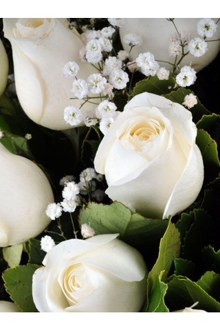 Venilia Oto Kokusu Beyaz Gül 8 ML