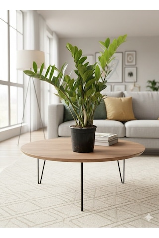 Zamioculcas Zamiifolia Zz Bitkisi - Zeze Çiçeği - Zamya Bitkisi Hava Temizleyen Bitki