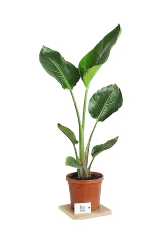 Strelitzia Starliçe 90-120 Cm Boyunda Tek Gövdeli Salon Bitkisi İç Mekan Bitkisi